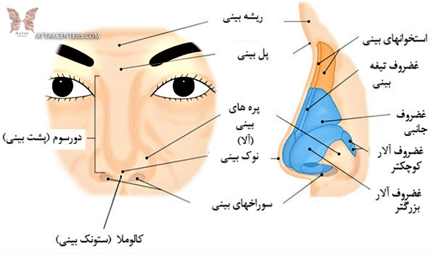 نمای از بینی و معرفی قسمت های آن